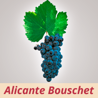 Alicante Bouschet