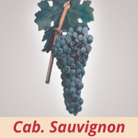 Cabernet Sauvignon