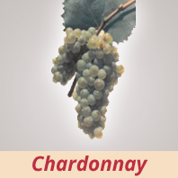 Chardonnay