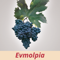 Evmolpia