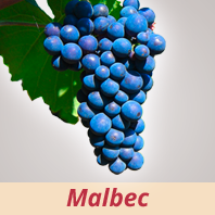 Malbec