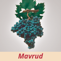 Mavrud