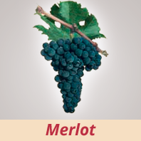 Merlot