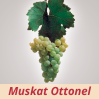 Muskat Ottonel