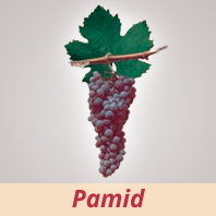 Pamid