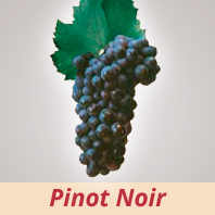 Pinot Noir