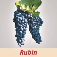 Rubin