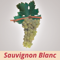 Sauvignon Blanc