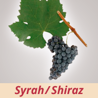 Syrah