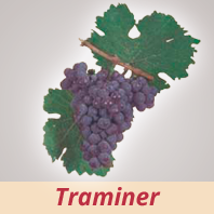 Traminer