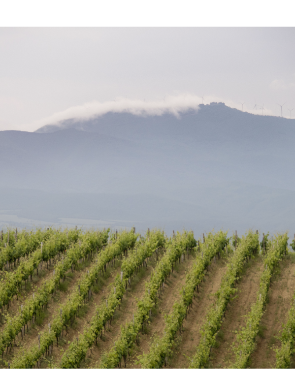 Rotwein Melnik, Bulgarien l, Bossev SAUVIGNON \