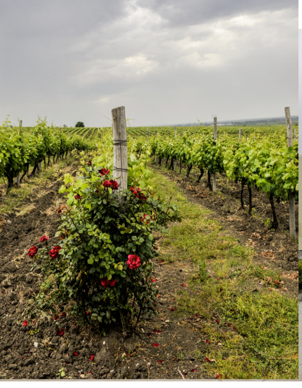 SAUVIGNON Bossev 0,75 & & | Weinmarketing CABERNET RESERVE, Zagreus, MAVRUD SYRAH Bulgarien l, Rotwein
